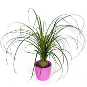 Beaucarnea + Cachep Rosa